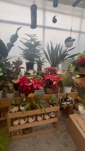 Needing a last minute, quick gift? We have these plants, and of course fresh flowers! #freshflowers #plants | Artisan Floral & Gift Boutique