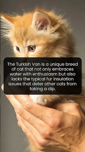 Meet the Turkish Van The Cat Breed That Loves Water