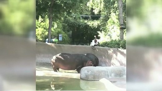 Video of man slapping hippo at LA Zoo prompts investigation