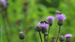 Bee collects nectar and pollen on a common thistle flower