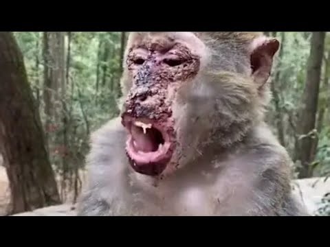 Stupid monkeys climb on high voltage electricity, end up being burned by the electricity