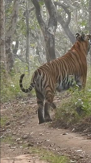 Majestic Tigress & Tiger Cub in Bandipur National Park | Indian Safari Wild Karnataka