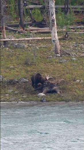 Big Grizzly Pulls Meat off A Huge Moose Bull