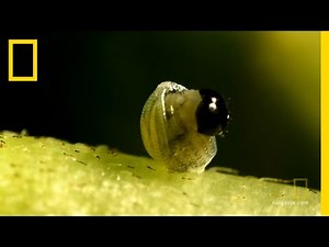 The Life Cycle Of A Butterfly - NatGeo