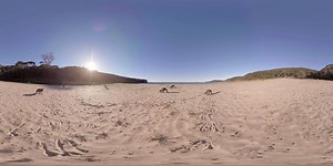 10K views · 133 reactions | Check out these adorable Australian...