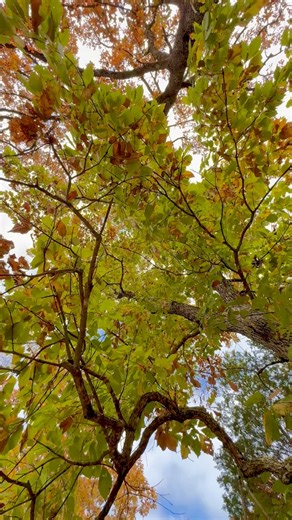 🎬 FALL IN LOVE WITH TABLE ROCK LAKE! 🍂 The colors, the crisp air, and the lake views — autumn at Still Waters Resort is pure Ozark magic. 🌅🍁 Enjoy cozy stays, stunning scenery, and all the fall fun just minutes from Silver Dollar City! 🎡 Free Shuttle to Silver Dollar City 🍹 Check out Thirsty’s Cocktail Bar for seasonal drink specials 🌮 Stop by El Jefe’s Authentic Taqueria for amazing fall flavors Make this season one to remember at Still Waters Resort — Now the One for Fall Fun! 🍁 #Still