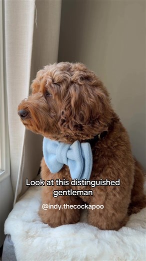 Easter Cockapoo: A Distinguished Gentleman