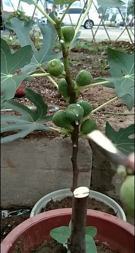 Bitan Das (@digimix)’s videos with Bombay Theme (From