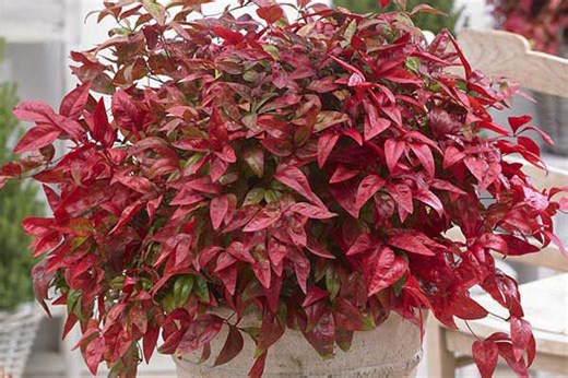 11 Best Shrubs For Winter Containers
