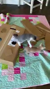 3.1M views · 38K reactions | Back by popular demand. My original Whac-A-Mole. All my foster kittens get their own Whac-A-Mole box. Here's GG and Cheddar having fun! #recycle #fosteringsaveslives | Bordernerd | Facebook