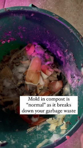 I’m embracing my composting journey. Did you know Mold may startle at first, but it’s nature’s sign that your table scraps are transforming into nutrient-rich soil! 🌱 ⁣⁣ ⁣ Are you composting your table scraps too or you buy compost?⁣ ⁣⁣ ⁣⁣ #compostingadventures #compost #composting #compostbin #nutrientrichsoil #soilbuilding #asmrsounds #gardening #gardeningtips #inthegarden #organicgardening #growfromscraps #growagarden
