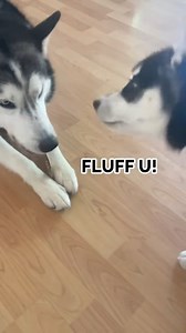 54K views · 1K reactions | husky puppy gets SO MAD he YELLS at his brother! #huskypuppy #funnydog #talkingdog #sassydog | The Husky Moon | Facebook