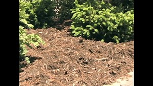 Asthma_Management_The_Pollen_Allergen