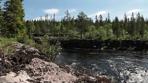 Download Sunny Nature Scenery During Summertime for free