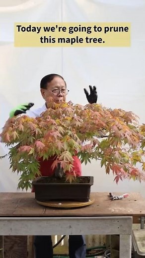 Maple bonsai barber shop #maple #bonsai #penjing #bonsaitree #plants #tree #japanesemaple #mapletree