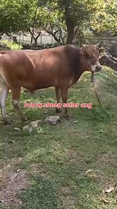 32K views · 438 reactions | 7006577085 Asalamualaikum hope all friends are fine. Qurban bull best Quality Good height length. Best for Qurbani. 75k asking price Call him for more details 7006577085 #Qurbani2025 #viralreelschallenge #bull Follow sheep seller ang For ADD PROMOTION CONTACT 77808 37312 Thanks to all brothers who support  ❤️   | sheep seller ang | Facebook