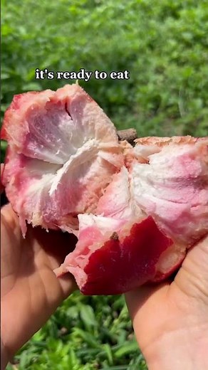 Red custard apple season 🍎 #fruit