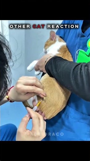 Cat Reaction 🥶🥶 #ade_draco #cat #catreaction #phonk #viralvideos #shorts #automobile