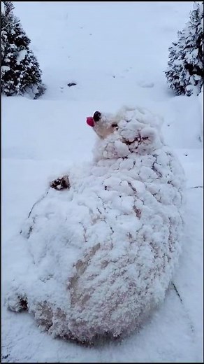 “Funny Dogs Doing Human Things #DogsDoingHumanThings #FunnyPets”