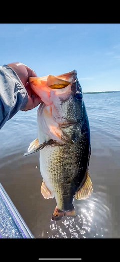 It’s National Go Fishing Day and there’s just nothing like Toledo Bend. Big Lake, Big Bass, Big Fun. 🎣🙌🏽 Thank you Shaine Campbell for sharing your incredible catch with us! #toledobend #toledobendlake #toledobendreservoir #bigbass #bassmaster #majorleaguefishing #trophybass #bigbassdreams #bigbassenergy Explore Louisiana | Toledo Bend Lake Country