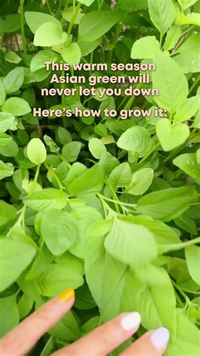 Know and Grow AMARANTH GREENS