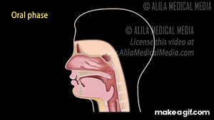 Swallowing Reflex, Phases and Overview of Neural Control, Animation. on Make a GIF