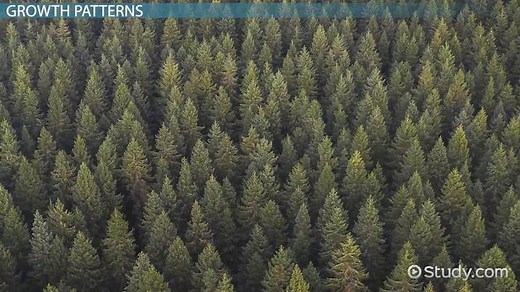 Pine Tree Adaptations: Lesson for Kids