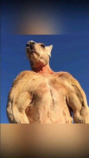massive red kangaroo