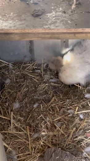 Spider eating chicken or chicken eating spider in Australia Spider Vs Chicken