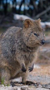 51K views · 463 reactions | Quokka looking around in evening #nature #wildlife #quokka #cute #wonder #evening #forest HA26217 | HAWI Studios | Facebook