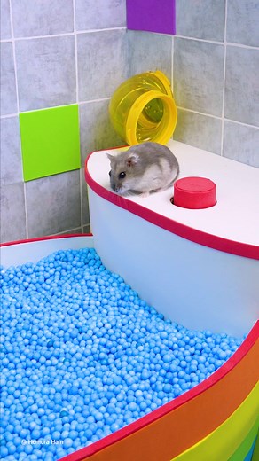 Colorful Hamster Ball Maze for Cute Pets