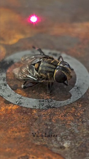 1.4M views · 10K reactions | Fly vs Laser | Vila Laser | Facebook