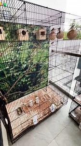 Colony breeding system for zebra finches turns out to be so effective. They start laying eggs easily and stay active together in this aviary setup. Simple, natural, and productive! #ZebraFinch #BirdAviary #FinchBreeding #SmartAviary #HighCPM #BirdLovers #AviaryLife | Indra Prihantoro