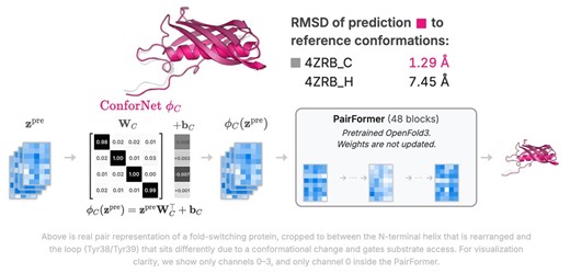 Does AlphaFold’s latent space encode only the native state or something like a distribution over conformations? We begin to answer this question with ConforNets, a mechanism for producing diverse states, or very specific ones, via inference-time adaption of OF3p’s latent space👇