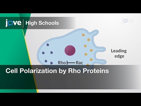 Cell Polarization by Rho Proteins | Cell Bio | Video Textbooks - Preview