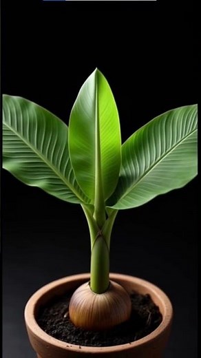 Banana Plant Growing Fast | Seed to Fruit Cinematic 4K