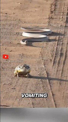 Frog Escapes by Sliding from Snake's Stomach to Mouth? A Vomiting Instinct Phenomenon. #animalfac...