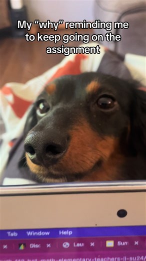 Domino_&_Geissele on TikTok