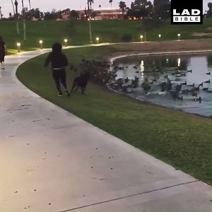 Big Dog Drags Owner Down