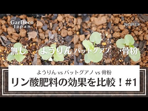 Comparing the Effects of Phosphate Fertilizer! Yorin vs Bat Guano vs Bone Meal #1