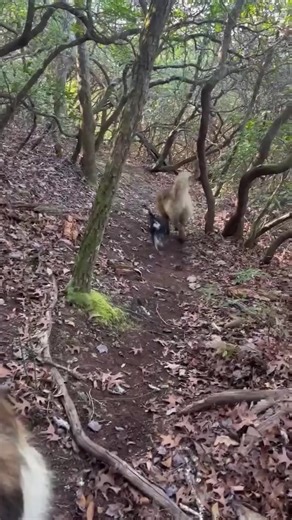 Little Jet, one of Josie’s puppies, wants to be a Leonberger just like the other foster puppies before him 😊. Thank you Connie Kent for fostering him! It’s a #laboroflove | Labor of Love Transport Rescue