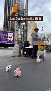 Sun’s Out Bunnies Out 🌸🐰 It was the perfect day today in NYC 🥰 Also, Mika saw this clip and now she’s upset I didn’t bring her one 😅 | New York Mickey