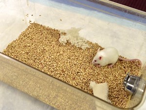 An Orthotopic Mouse Model of Spontaneous Breast Cancer Metastasis