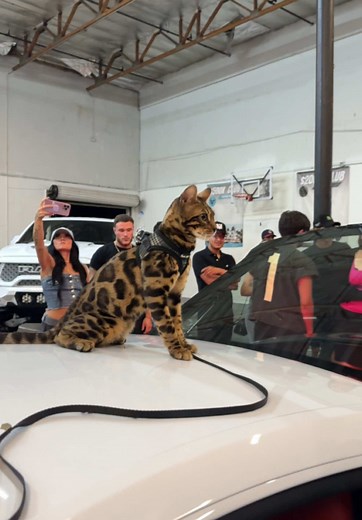 Bengal Cats: Captivating Features of Snow and Silver Variants