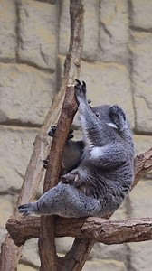 67K views · 3.6K reactions |  The playful little koala is having a blast exploring its mother’s magical pouch!✨ ️: @zoo_rascal #koala #australia #aussielife #nature #animals #travel | Aussie Life | Facebook