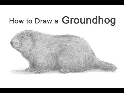 How to Draw a Groundhog (Woodchuck)