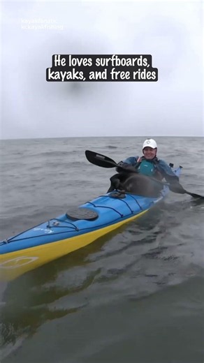 This Wild Sea Otter Has Better Vacation Plans Than Us #heartwarming #wholesome