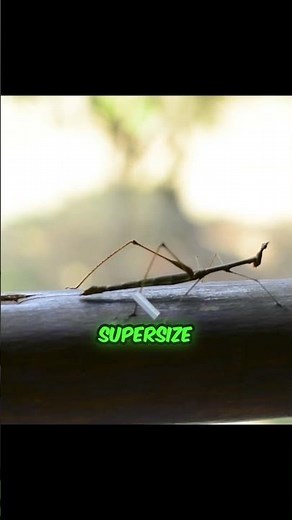 The Incredible Stick Insect! 🦗 Nature’s Ultimate Camouflage Expert! 😲🌿#shorts