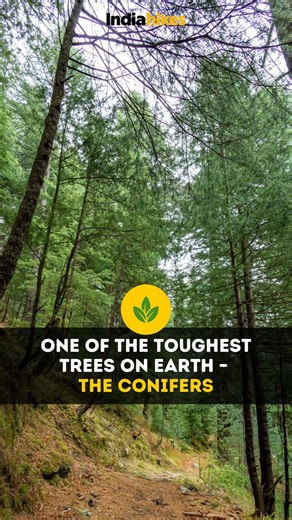 Indiahikes on Instagram: "Conifer trees have been around for millions of years, adapting in incredible ways to survive in the mountains. They’ve evolved to withstand harsh conditions, from freezing temperatures to heavy snowfall. But what’s truly fascinating is how they reproduce. Unlike most trees, they don’t grow flowers or fruits. Instead, they belong to a unique group called gymnosperms, and their way of survival is something you wouldn’t expect. If you’ve been on a trek, you’ve probably see