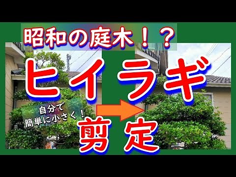昭和の庭木【ヒイラギ・柊】剪定✂低くする切り方🌼風水・厄除け＆家庭の幸せ🌈ガーデニングVlog🍀野菜・お花・ハーブを混植 🧚‍♀‍マジカルガーデン🌱野菜作り 園芸初心者🌱